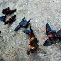 Butterflies in the western valley of Pance in the Fallarones de Cali